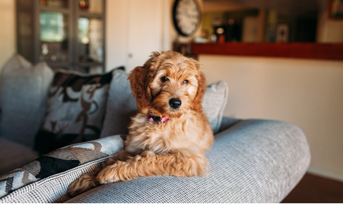 5 Apartment Hacks for Pet Owners: Odor Control, Storage, and Organization